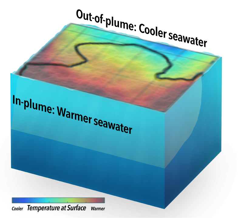 Defined by low salinity, the plume’s water is warmer than average. Together, these properties help the plume "stay afloat".